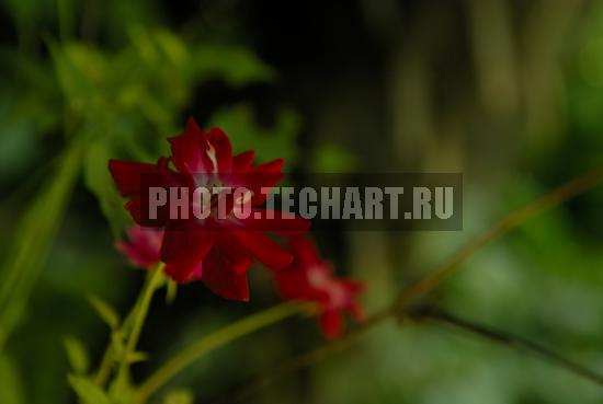 декоративная роза / Растения / цветы
