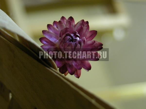 сухоцвет / Растения / цветы