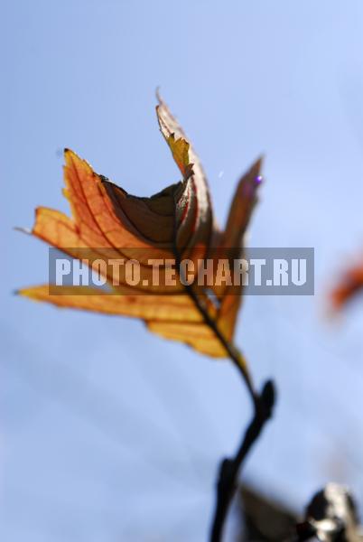 осенний лист / Растения / листья, трава