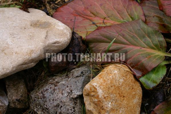 мокрые листья и камни / Фоны и фактуры / природные