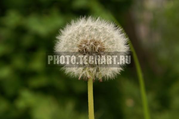 одуванчик / Растения / цветы