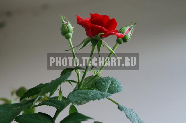 домашняя красная роза / Растения / цветы
