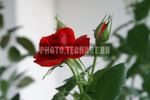 красная домашняя роза / Растения / цветы