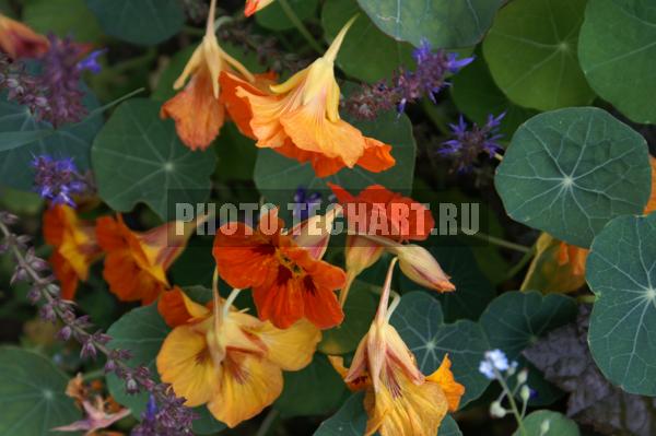 уличные цветы / Растения / цветы