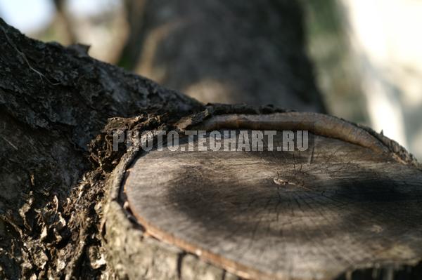 спил дерева / Растения / деревья