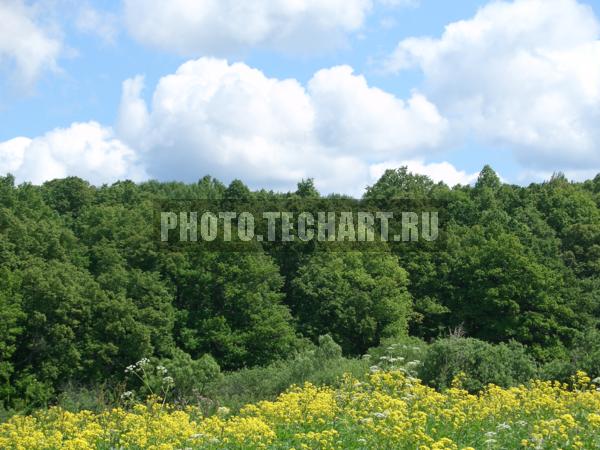 солнечная поляна  с деревьями / Природа / летний пейзаж