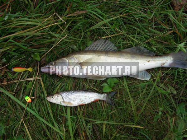 пойманная рыба на траве / Животные / рыбы