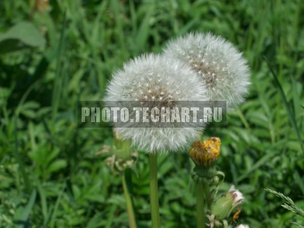 одуванчики / Растения / цветы