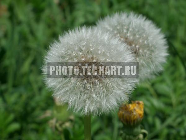 одуванчики / Растения / цветы