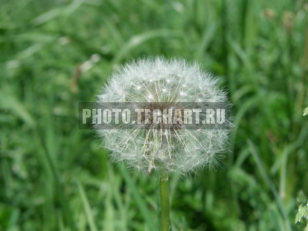 одуванчик / Растения / цветы