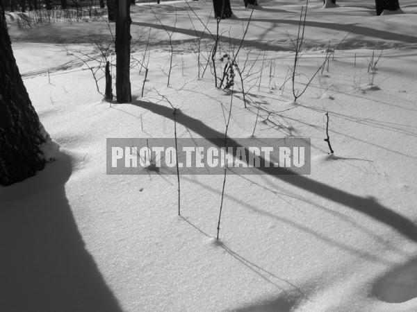 тени от деревьев на снегу / Природа / зимний пейзаж