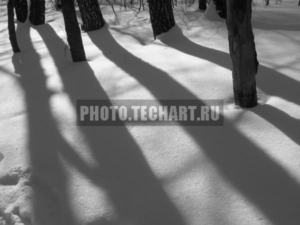 тени от деревьев на снегу / Природа / зимний пейзаж