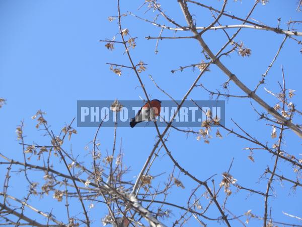 снегирь на дереве / Животные / птицы