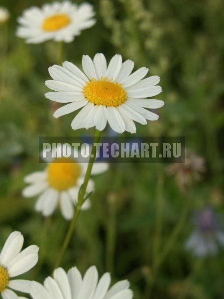 ромашки / Растения / цветы
