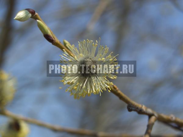 верба / Растения / деревья