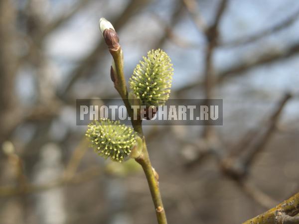 почки вербы / Растения / деревья