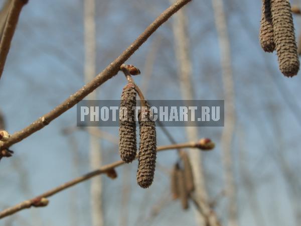 березы зимой / Растения / деревья