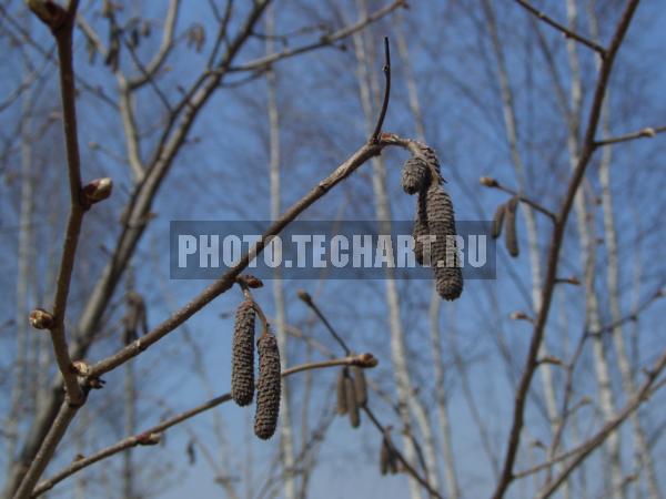 березы зимой / Растения / деревья