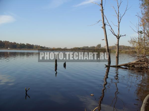 деревья в воде / Природа / реки и озера