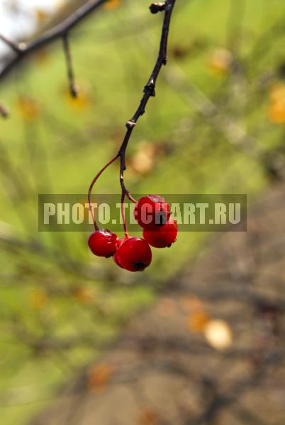 красные ягоды / Растения / грибы, ягоды, плоды