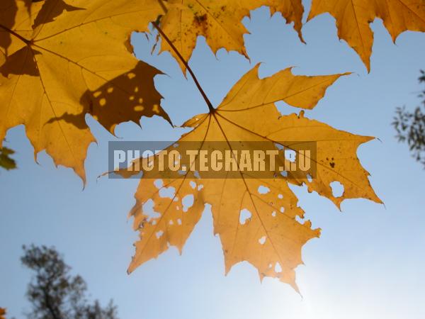 кленовый лист / Растения / листья, трава