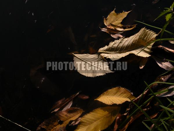 листья на воде / Растения / листья, трава