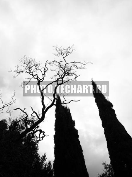 кипарисы. Постер / Растения / деревья