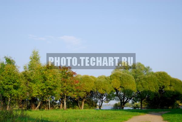 деревья / Растения / деревья