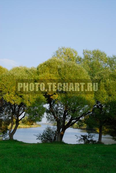деревья у реки / Растения / деревья