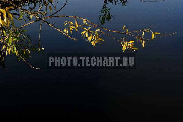 дерево у реки / Растения / деревья