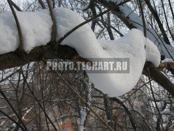 снег на ветке / Природа / зимний пейзаж