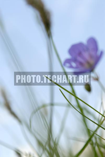 трава / Растения / цветы