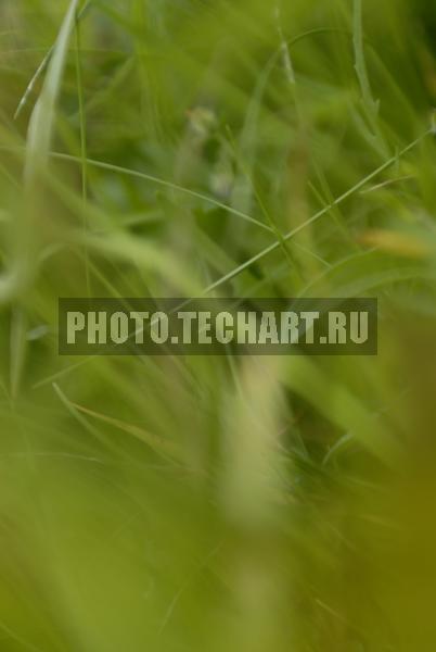 трава / Фоны и фактуры / природные