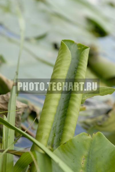 лист кувшинки / Растения / листья, трава