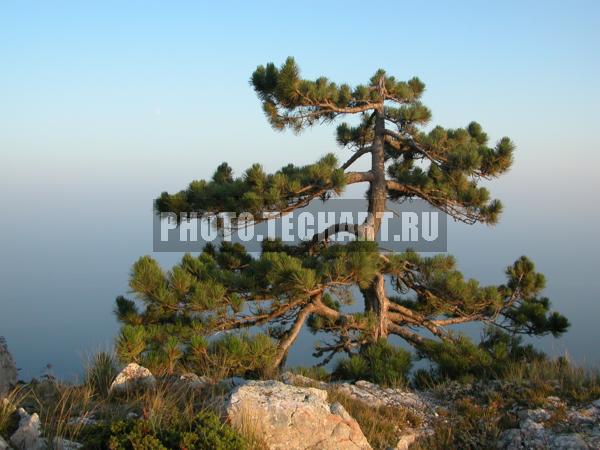 сосна / Растения / деревья