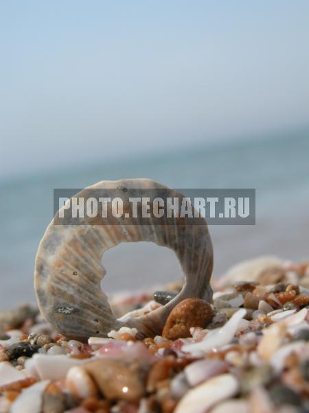 ракушка / Природа / прочее