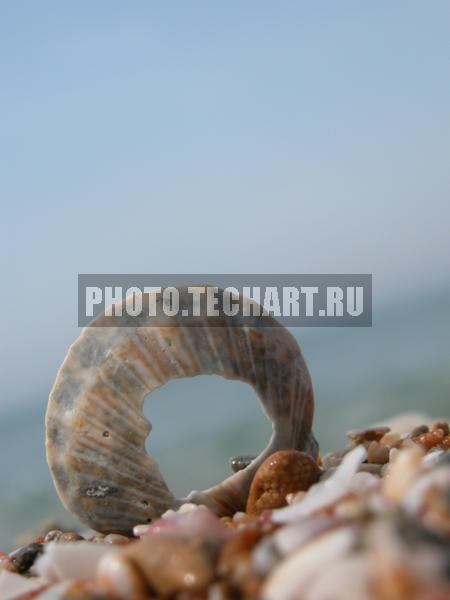 ракушка / Природа / прочее