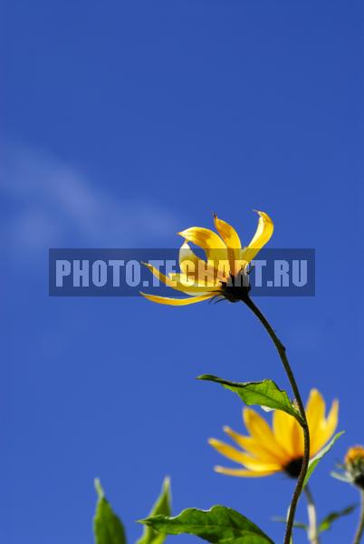 желтые цветы / Растения / цветы
