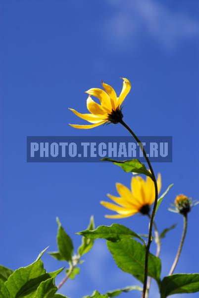 желтые цветы / Растения / цветы