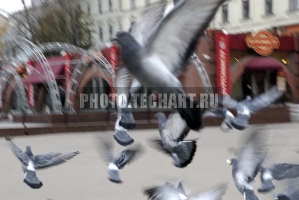 Москва. Испуганные голуби / Животные / птицы