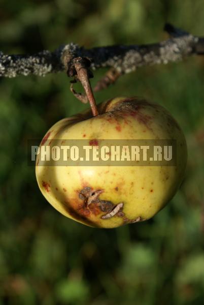 осеннее яблоко / Растения / грибы, ягоды, плоды