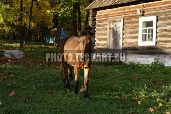 пони в Ясной Поляне / Животные / домашние животные