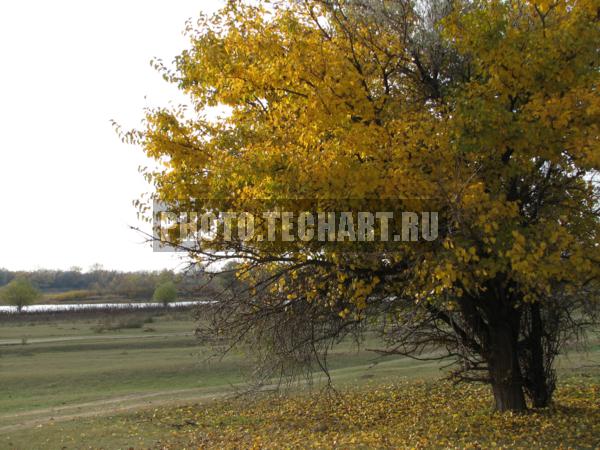 осеннее дерево на фоне реки / Природа / осенний пейзаж