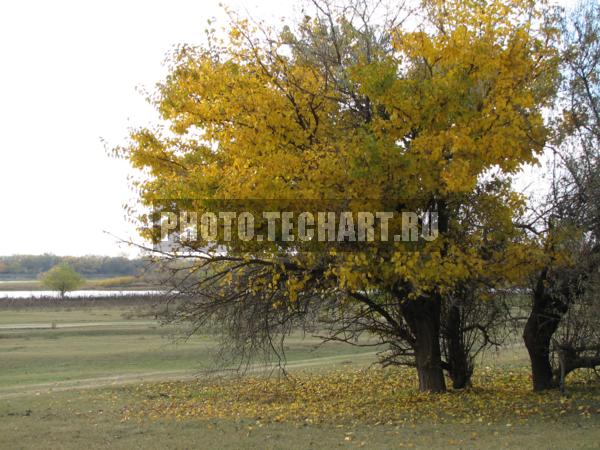 осеннее дерево / Природа / осенний пейзаж