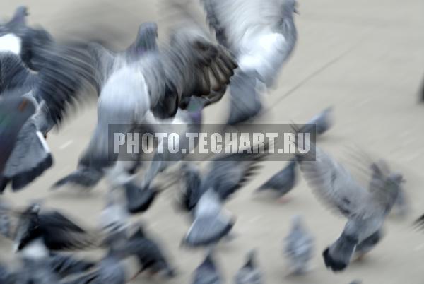 голуби / Фоны и фактуры / природные