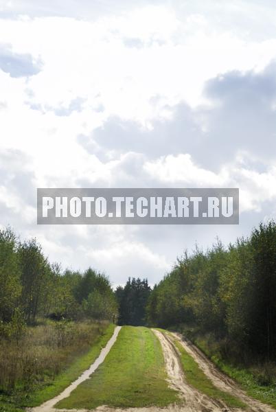 дорога в лес / Природа / леса и поля