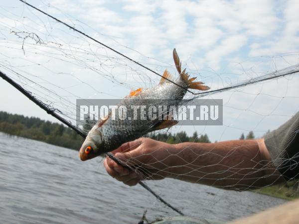 пойманная рыба / Животные / рыбы