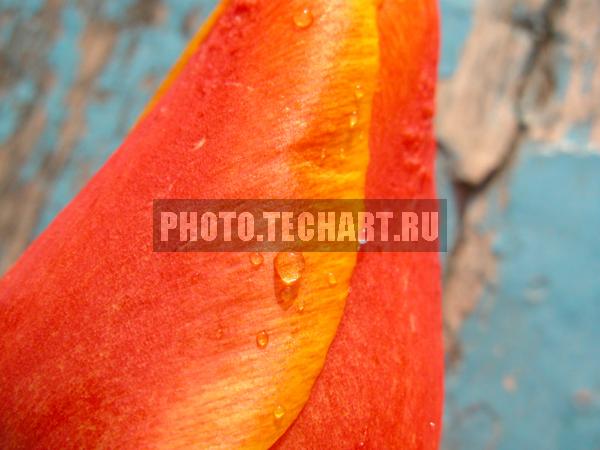 капля росы на тюльпане / Растения / цветы