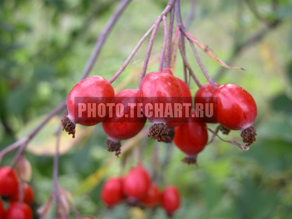 шиповник / Растения / грибы, ягоды, плоды