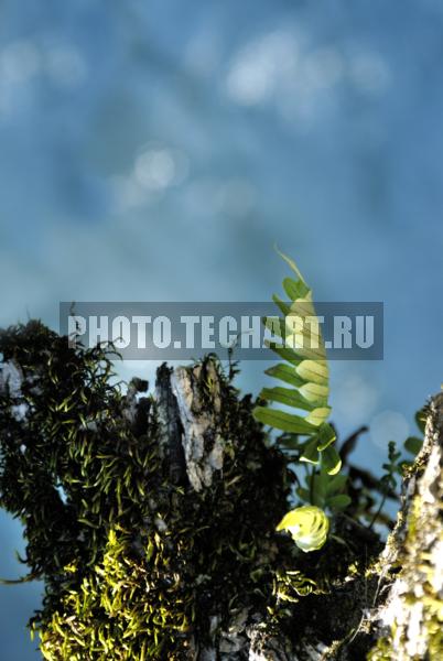 лист папоротника / Растения / листья, трава